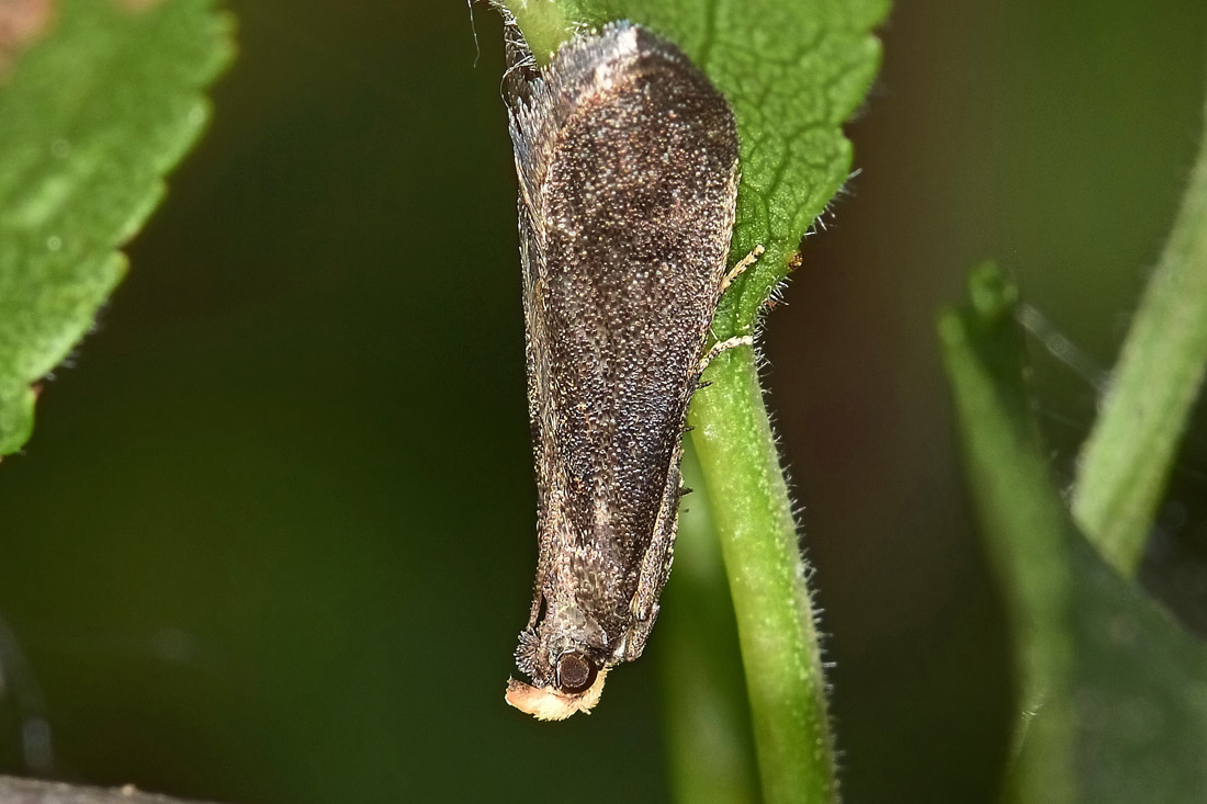 Lypusidae? No, Cfr. Tischeriidae